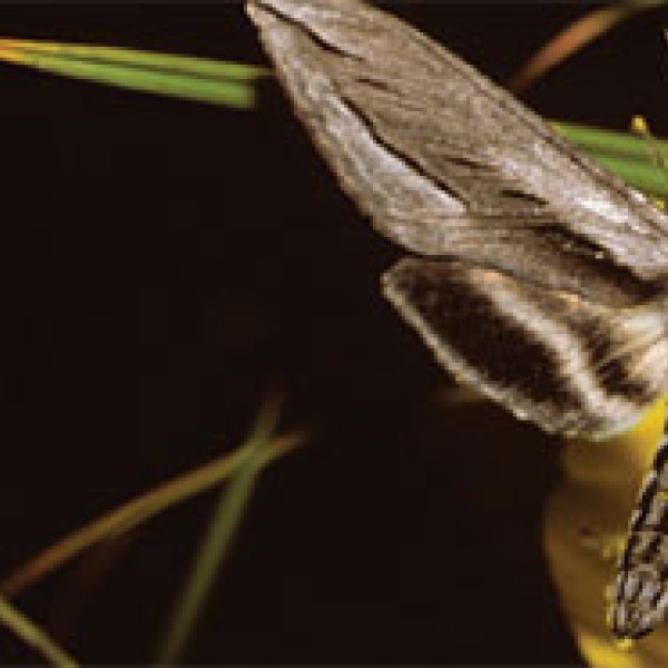 A two-photo collage. The photo on the left is of a purple flower. The photo on the right is of a moth sitting on top of a yellow flower.