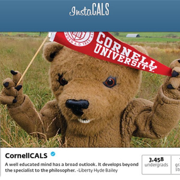 A screenshot of the CALS Instagram page