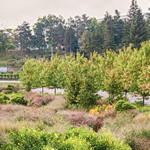 A landscape image of many trees and grass in a garden setting