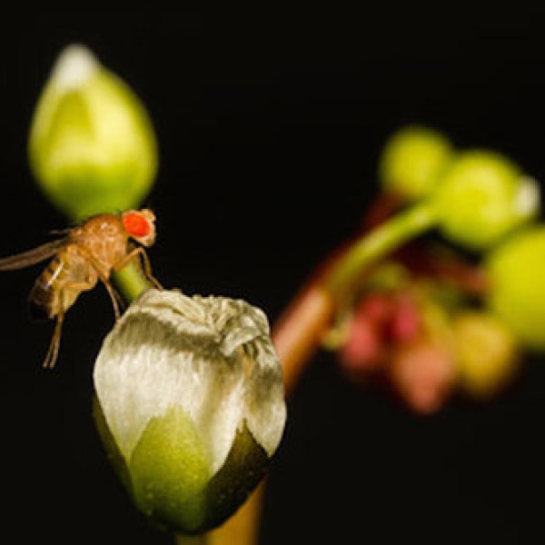 A fruit fly on a flower bud