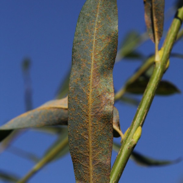 Fungus on a leaf