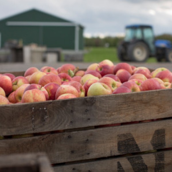Apples in a wooden crate