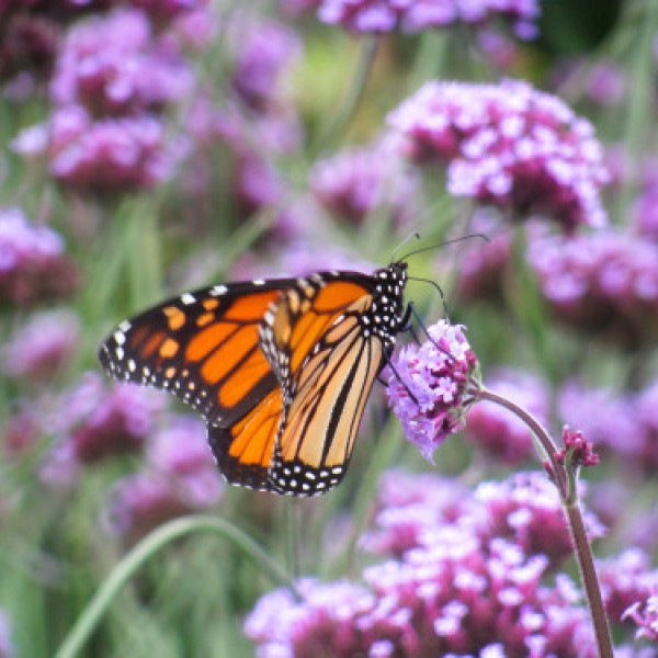 A monarch butterfly sits on a milkweed flower