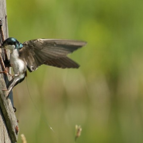 A tree swallow entering a nest box