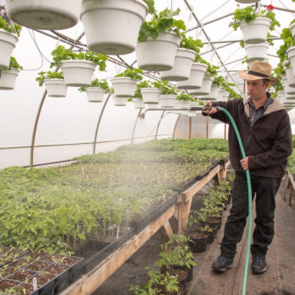 A man waters plants in a greenhouse