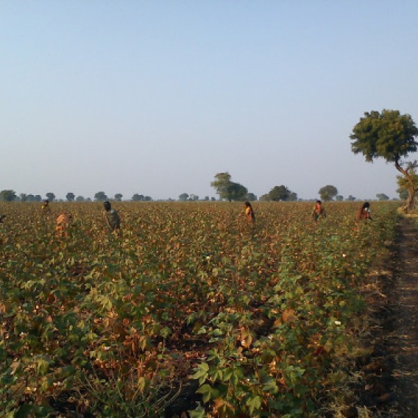 A group of women harvest cotton from a field in India