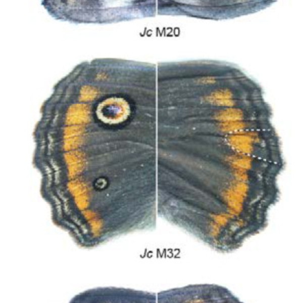 Three sets of butterfly wings with different spotting patterns on each