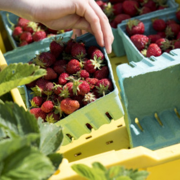 Strawberries in cartons