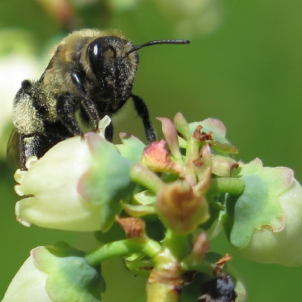 A bee on a flower