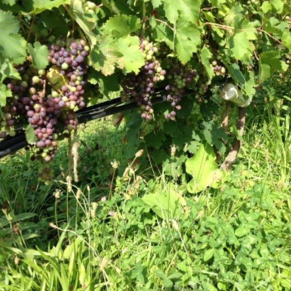 Grapes on a grapevine