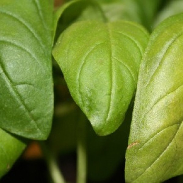 Basil leaves