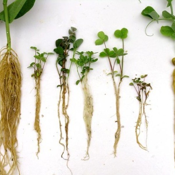 Seven plant roots placed on a white surface