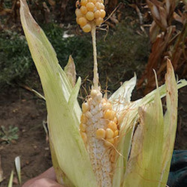 A mutated ear of corn