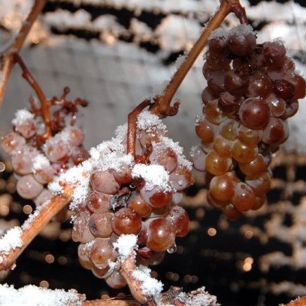 Red grapes covered in snow
