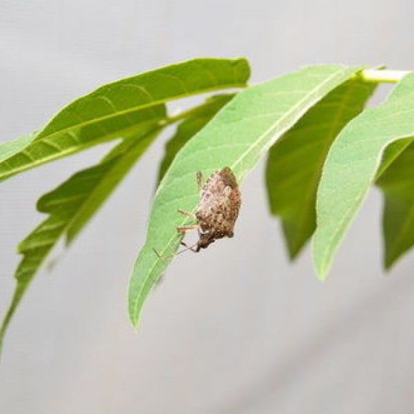 A stinkbug on a green leaf