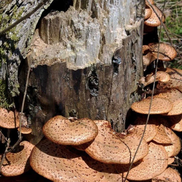 Mushrooms growing on the side of a tree stump