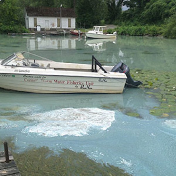 A boat sits on a lake filled with blue-green algae