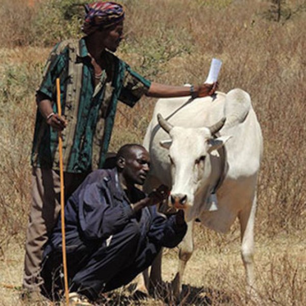 Two men stand with a cow wearing a collar in Kenya