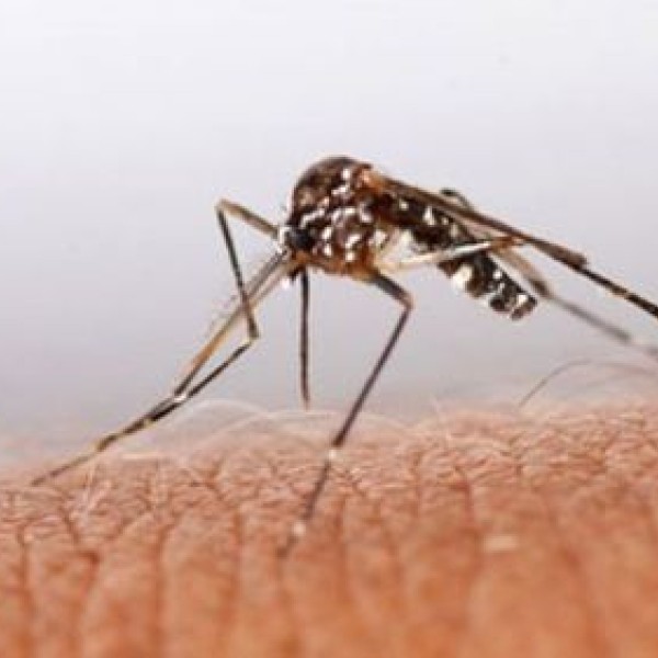 Close up photo of a mosquito on someone's skin