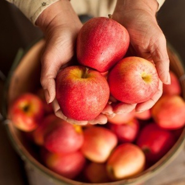 A hand holds three red apples over a wooden bucket containing more red apples