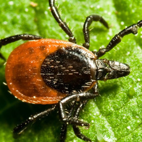 A tick on a green leaf