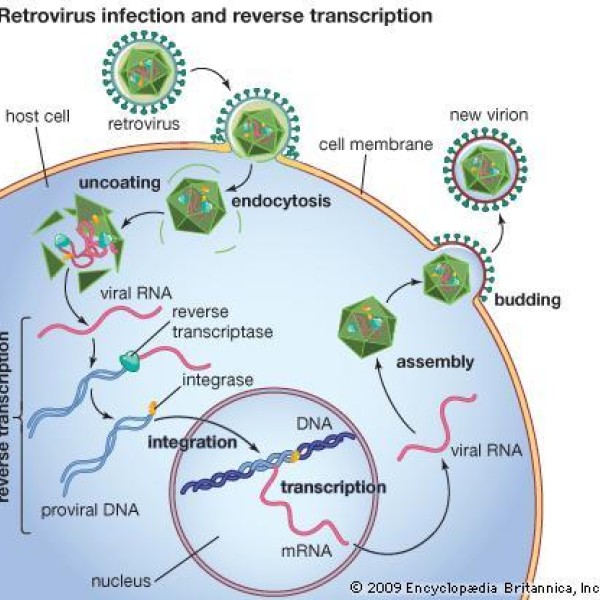 A graphic detailing the process of retrovirus infection and reverse transcription