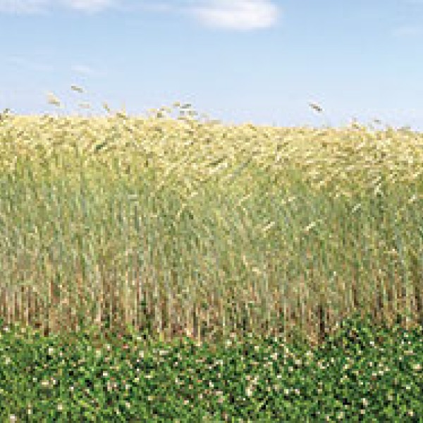 A landscape photo of a wheat field