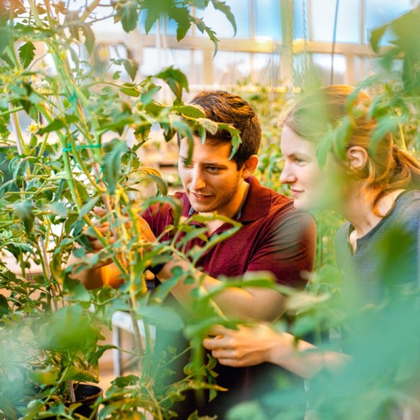 A man and woman inspecting green tomato plants in a greenhouse 