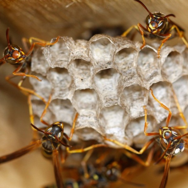 Paper wasps creating a hive