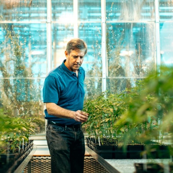 A man standing in a green house examining plants