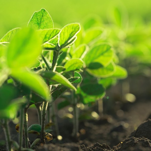 Green crops up close with brown dirt at their base 