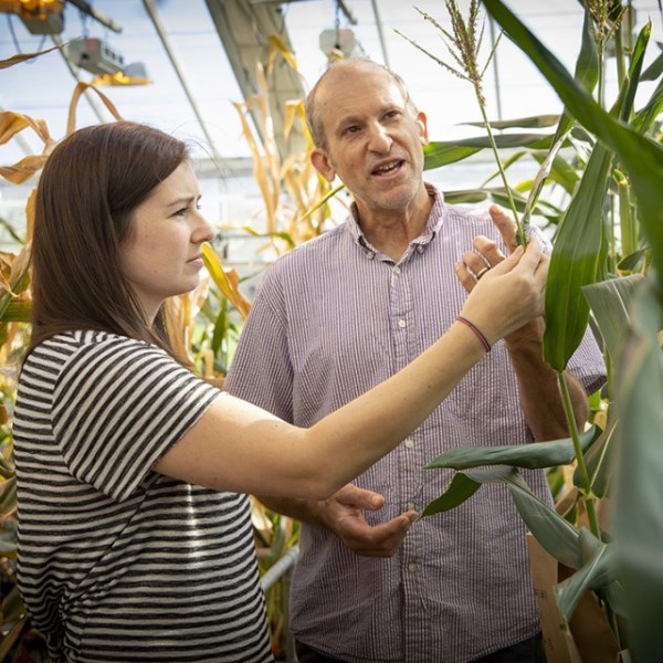 A man and woman standing in a greenhouse observing corn 