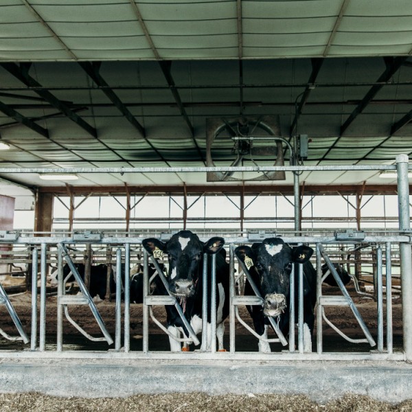 Two cows standing in a barn staring at the camera
