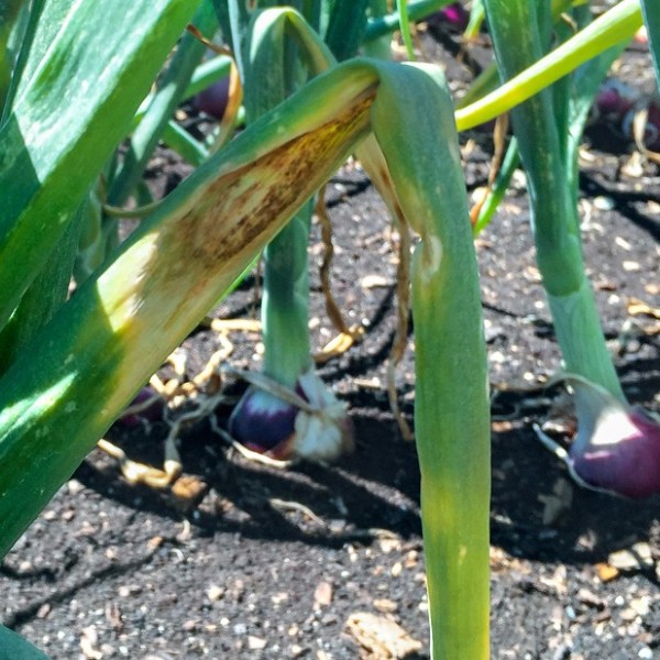 Green onion crops in a dirt field
