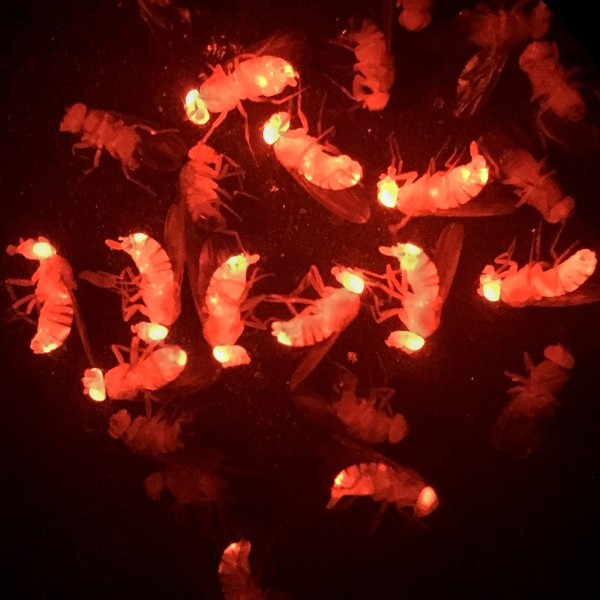 A group of fruit flies lie in dark light only illuminated by a newly placed genes