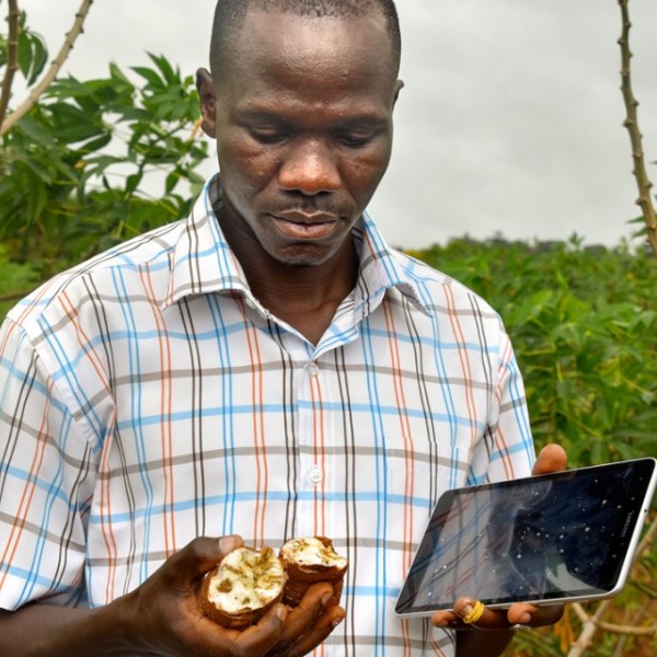 A man inspects cassava while holding an iPad outside