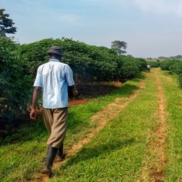 A man walking outside down a grassy lane between cassava fields 