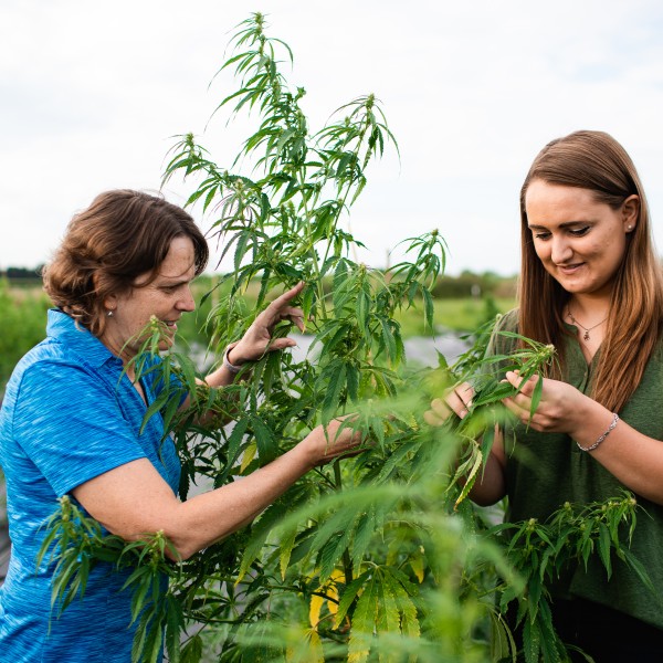 Two people stand in front of a plant, inspecting the leaves