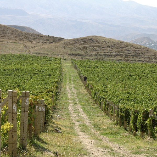A large green wine vineyard with a road going up the middle of it