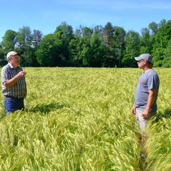 Two men stand in a field of Barley, speaking