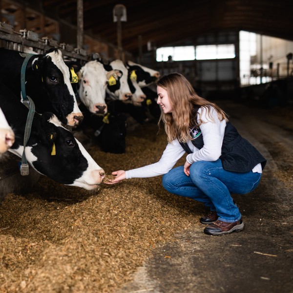 A female student crouching next to and interacting with cows