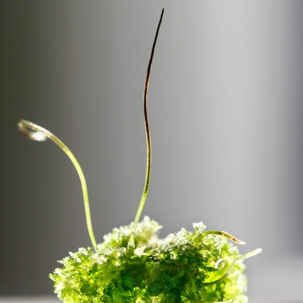 A green plant with a black background behind it