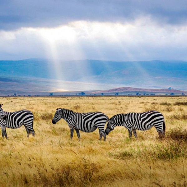 Five Zebras standing in a field as the sun shines through the clouds