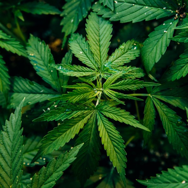 Hemp plants with narrow green leaves