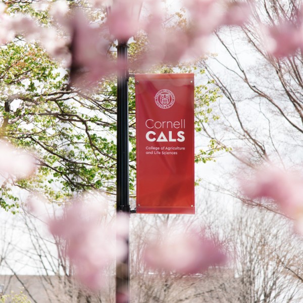 A red CALS banner hanging from a light post surrounded by a pink blooming tree