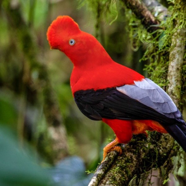 A unique red bird sits perched atop a branch in the woods