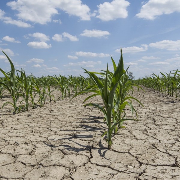 Green plants attempt to grow as they sit in dirt dried by the sun