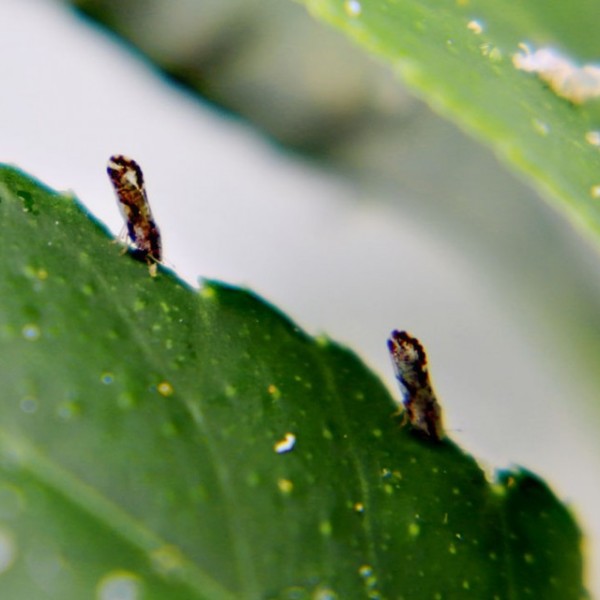 Plant lice, psyllids, feed on leaves during the day