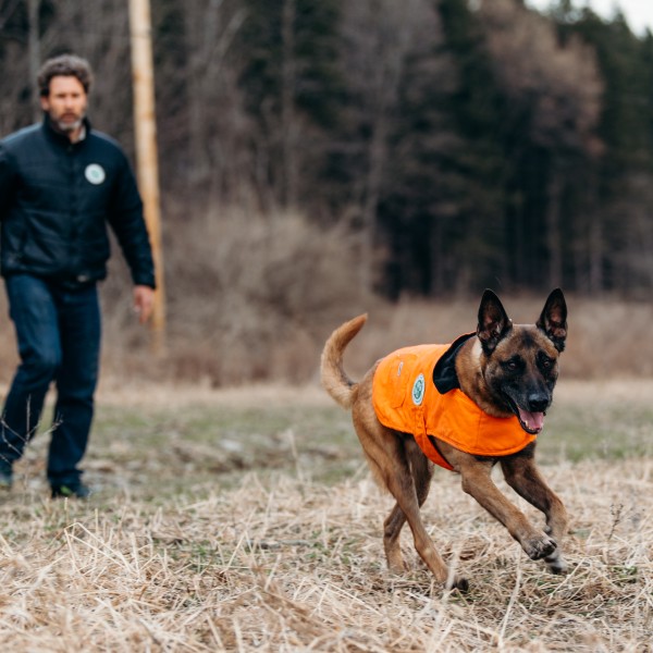 A dog wearing an orange vest runs across a field while a man watches
