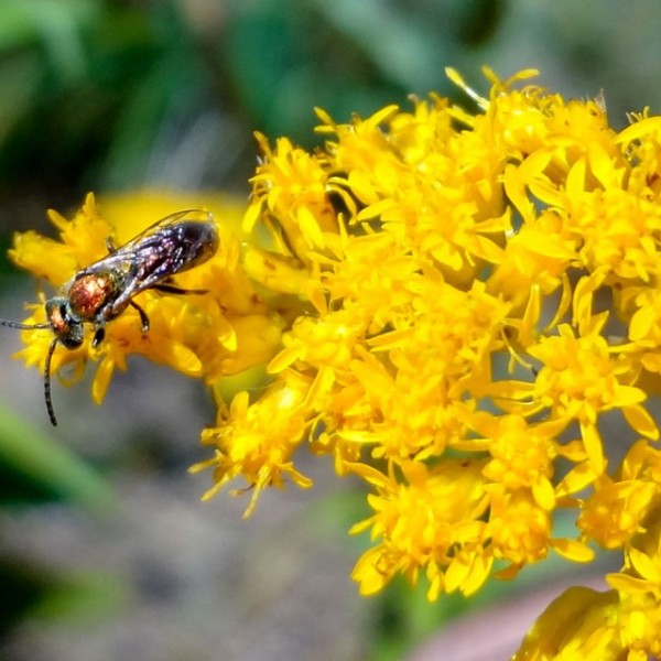 A bee on a yellow flower 